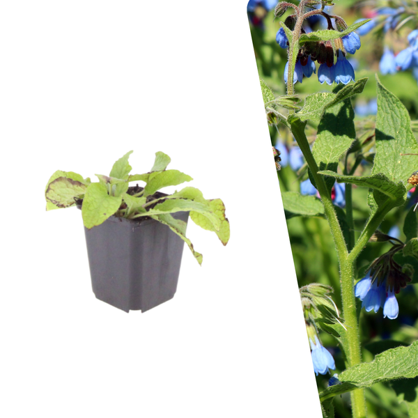 Smeerwortel 'Wisley Blue' - Symphytum grandiflorum 'Wisley Blue'