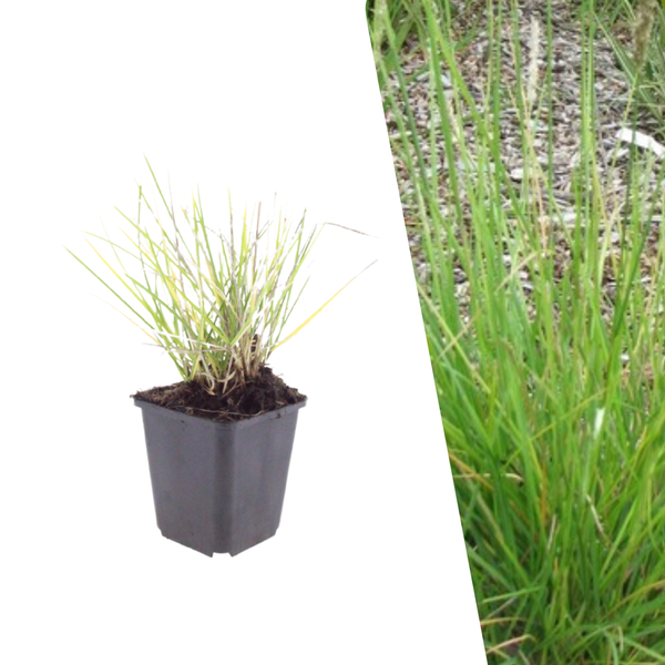 Herfstblauwgras - Sesleria autumnalis