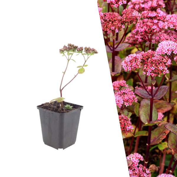 Hemelsleutel 'Matrona' - Sedum telephium 'Matrona'