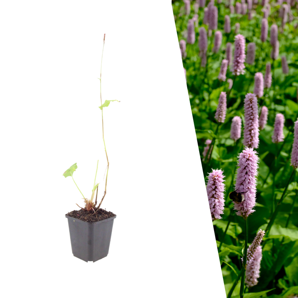 Duizendknoop 'Superba' - Persicaria affinis 'Superba'