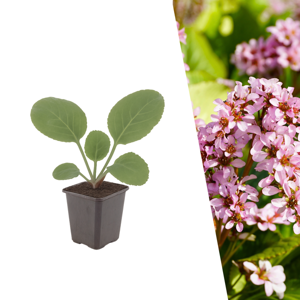 Schoenlappersplant - Bergenia cordifolia