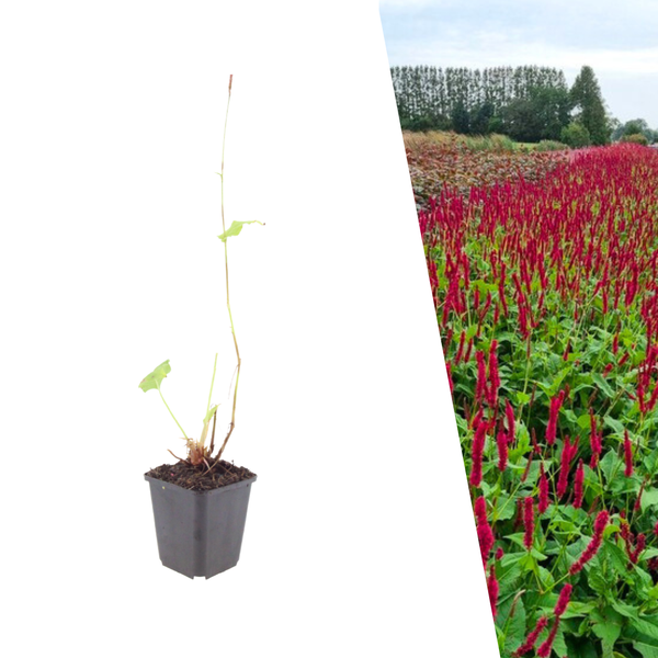 Duizendknoop 'Blackfield' - Persicaria amplexicaulis 'Blackfield'