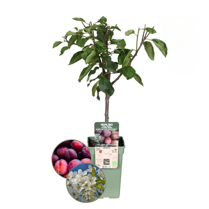 Biologische pruimenboom - Prunus domestica - Ø20 cm
