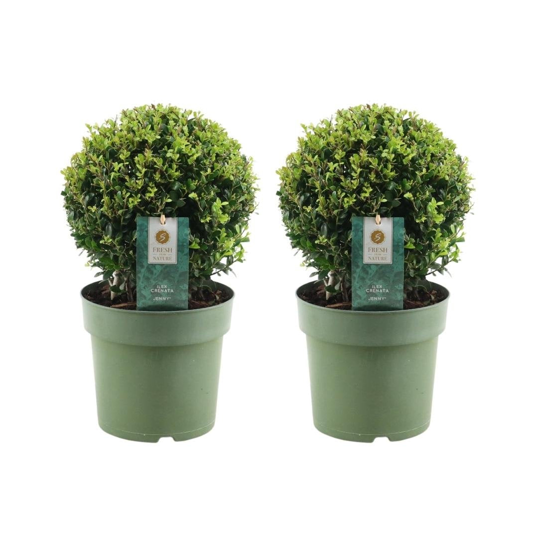 Japanse hulst bol, Ilex crenata 'Jenny', twee bolvormen in pot Ø20 cm
