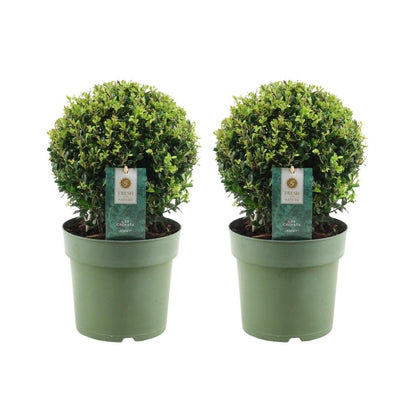 Japanse hulst bol, Ilex crenata 'Jenny', twee bolvormen in pot Ø20 cm
