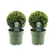 Japanse hulst bol, Ilex crenata 'Jenny', twee bolvormen in pot Ø20 cm