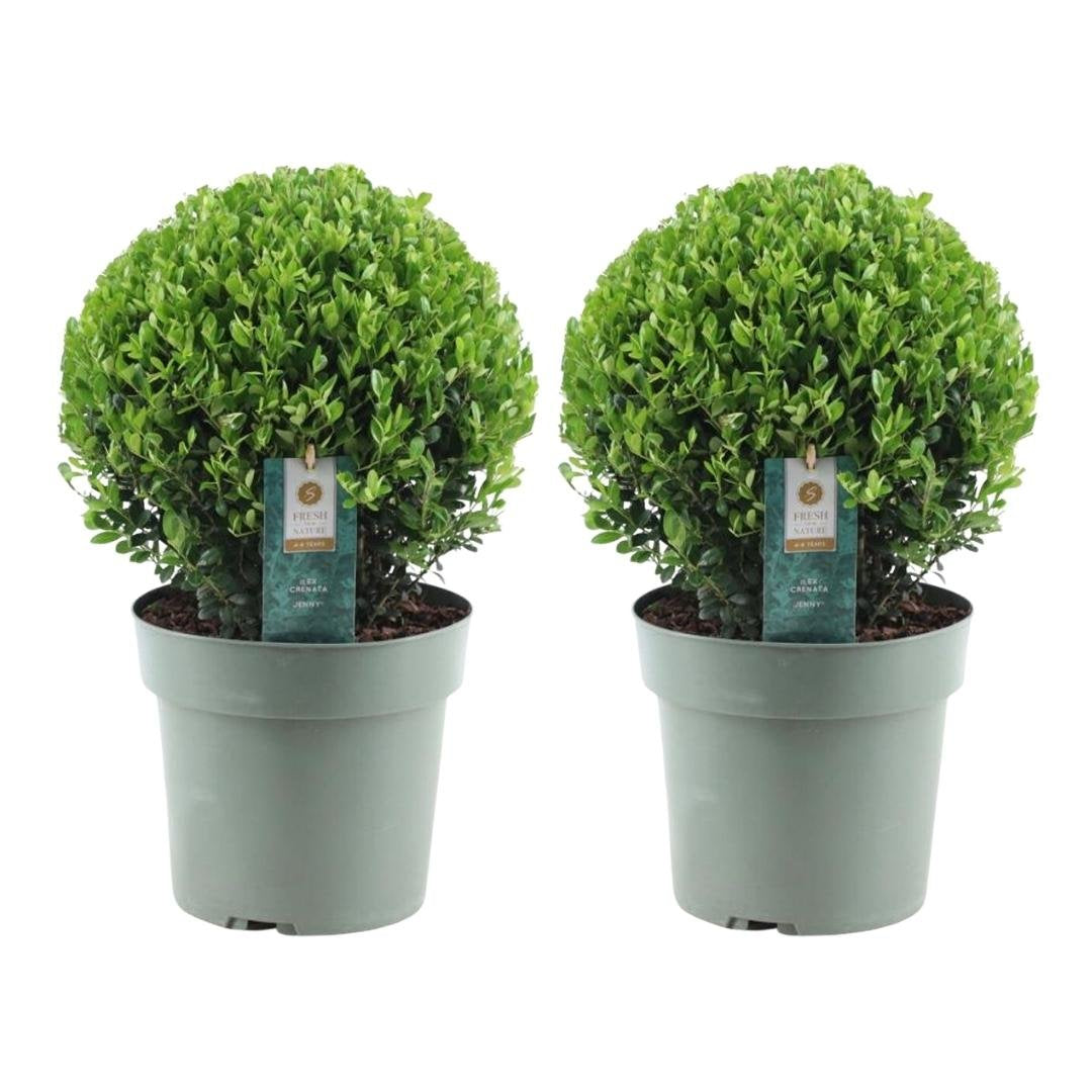 Japanse hulst bol, Ilex crenata 'Jenny', twee bolvormen in pot Ø25 cm