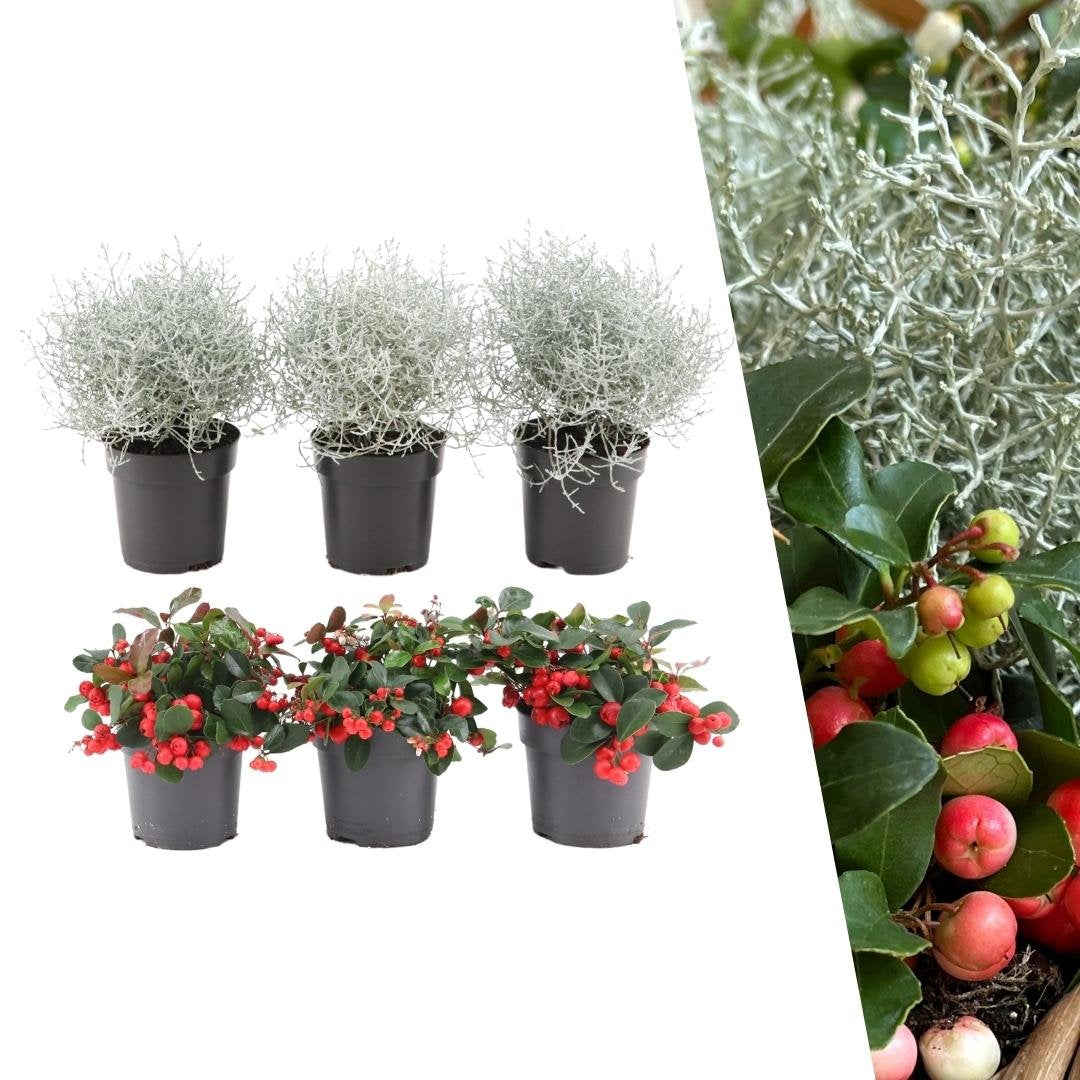 Winter wonderland mix - Gaultheria procumbens + Calocephalus brownii - set van 6, Ø10 cm
