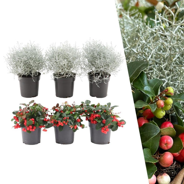 Winter wonderland mix - Gaultheria procumbens + Calocephalus brownii - set van 6, Ø10 cm