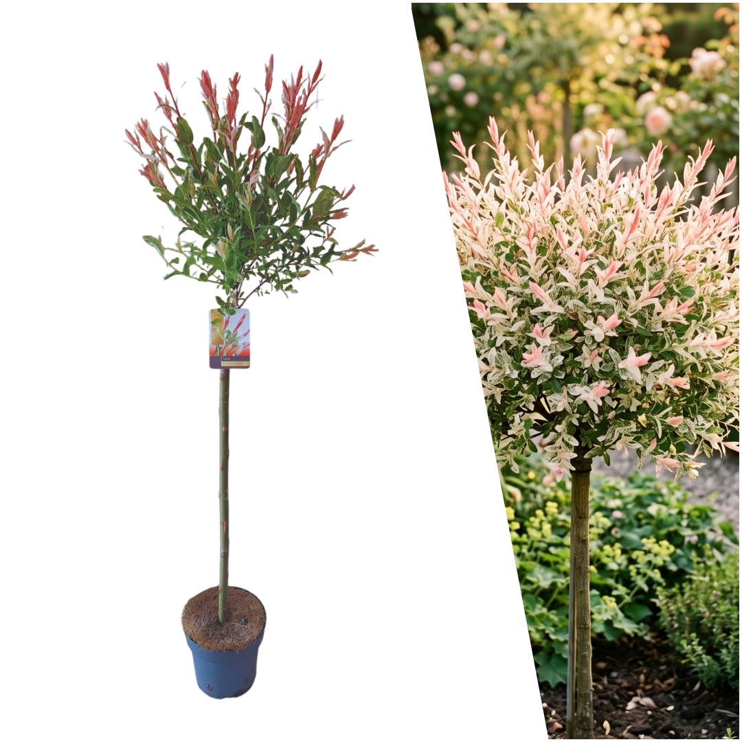 Flamingowilg - Salix integra 'Hakuro-nishiki' - op stam van 60 cm, Ø21 cm