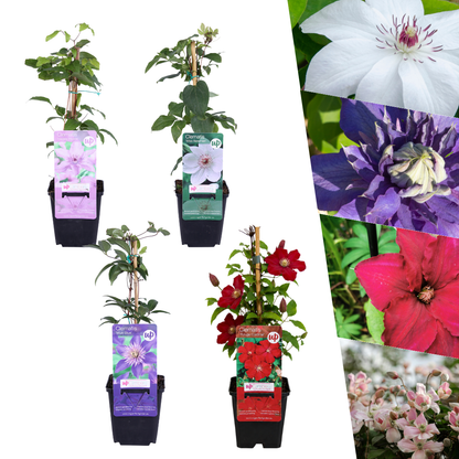 Clematis mix - roze, blauw, wit & rood