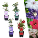 Clematis mix - roze, blauw, wit & rood