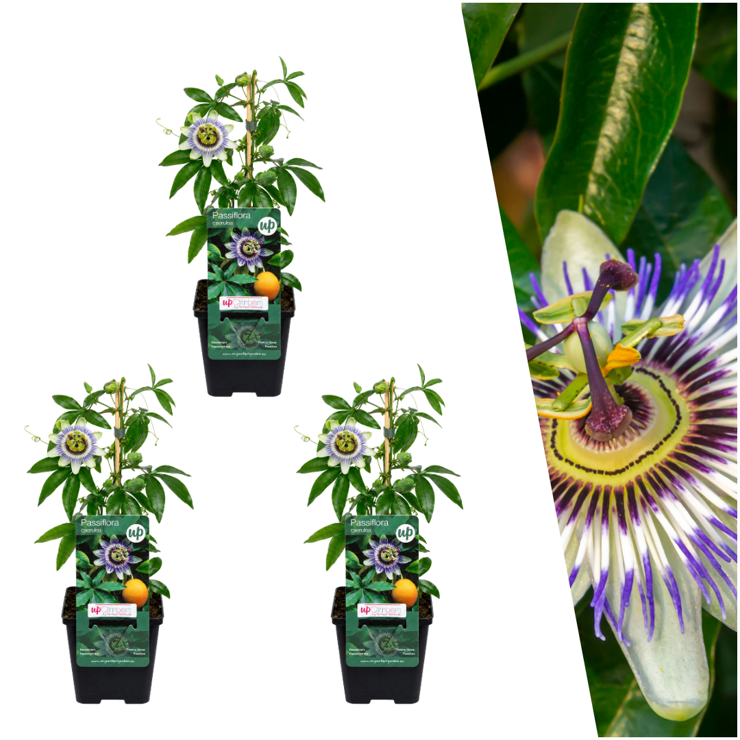 Blauwe passiebloem - Passiflora caerulea