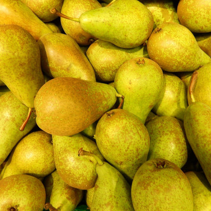 Biologische perenboom - Pyrus communis - Ø20 cm