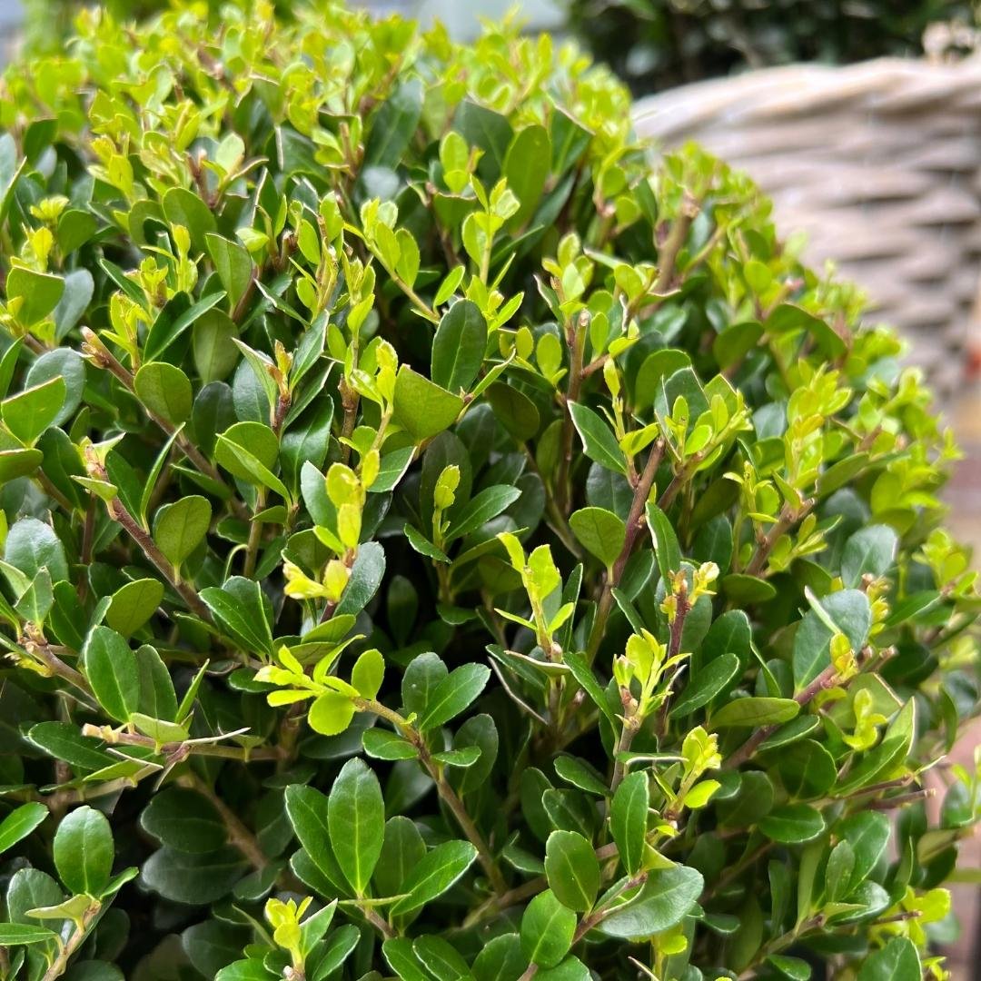 Japanse hulst bol - Ilex crenata 'Jenny' - set van 2, Ø20 cm