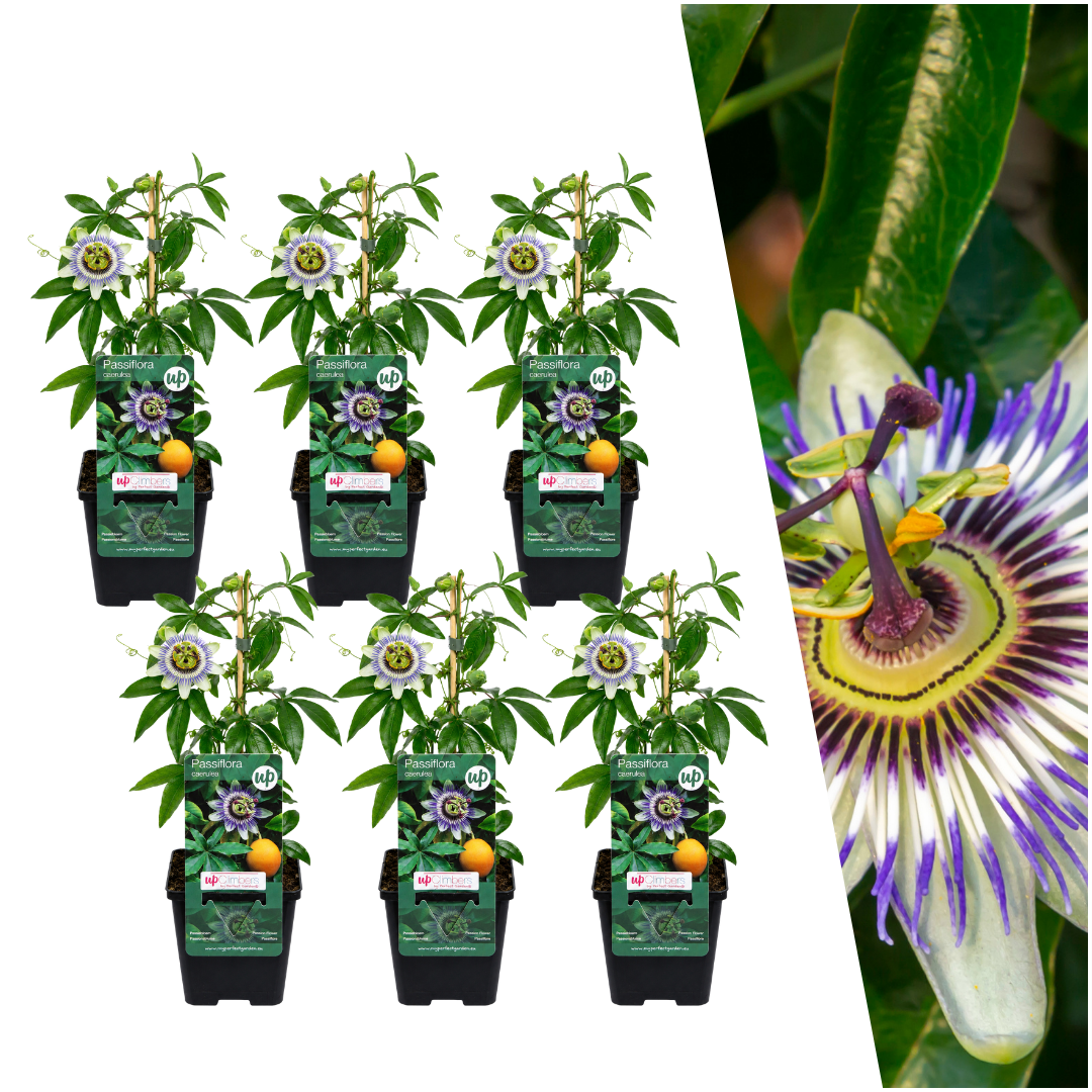 Blauwe passiebloem - Passiflora caerulea