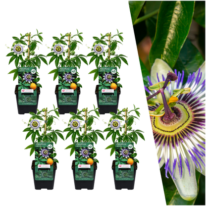 Blauwe passiebloem - Passiflora caerulea