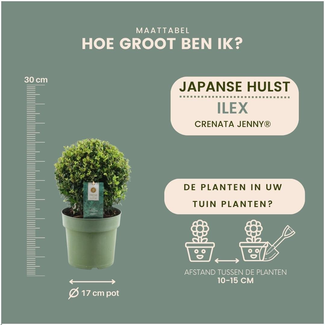Japanse hulst bol - Ilex crenata 'Jenny' - set van 2, Ø20 cm