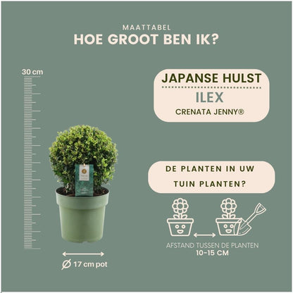 Japanse hulst bol - Ilex crenata 'Jenny' - set van 2, Ø20 cm