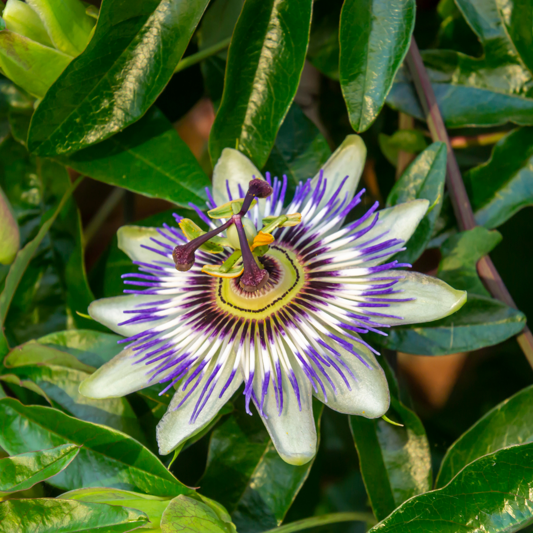 Blauwe passiebloem - Passiflora caerulea