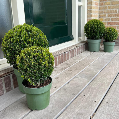 Japanse hulst bol - Ilex crenata 'Jenny' - set van 2, Ø20 cm
