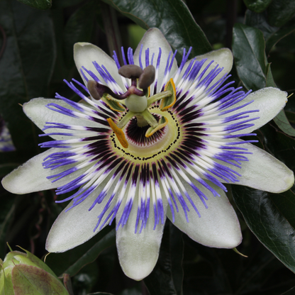 Blauwe passiebloem - Passiflora caerulea