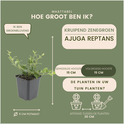 Kruipend zenegroen - Ajuga reptans