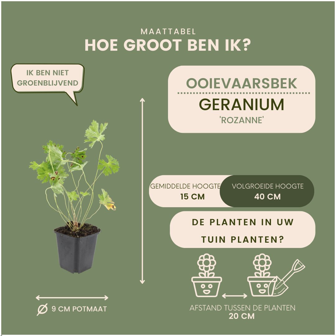 Ooievaarsbek - Geranium 'Rozanne'
