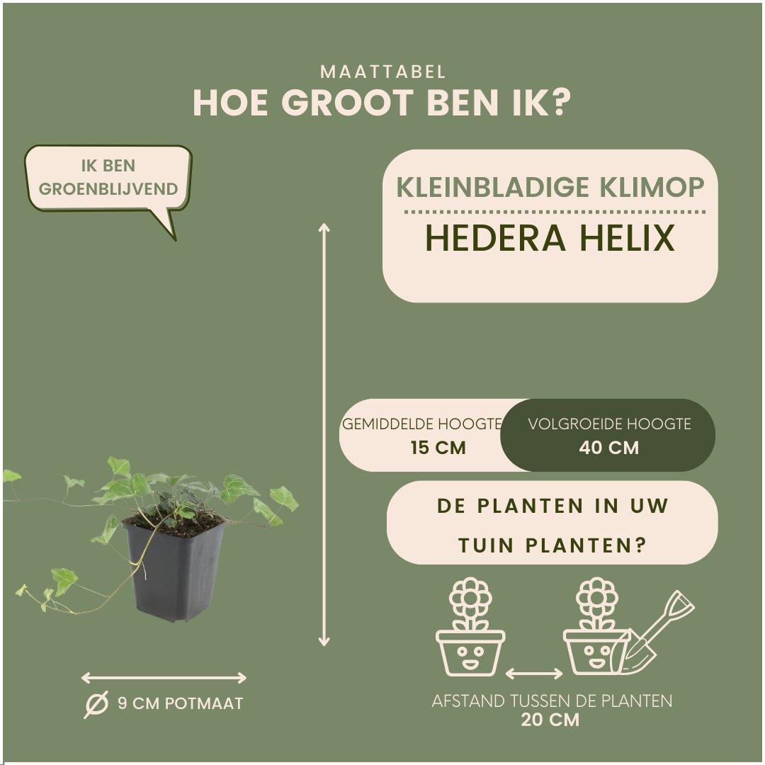 Afmetingen van bonte klimop, Hedera helix 'Glacier': hoogte en potmaat Ø9 cm