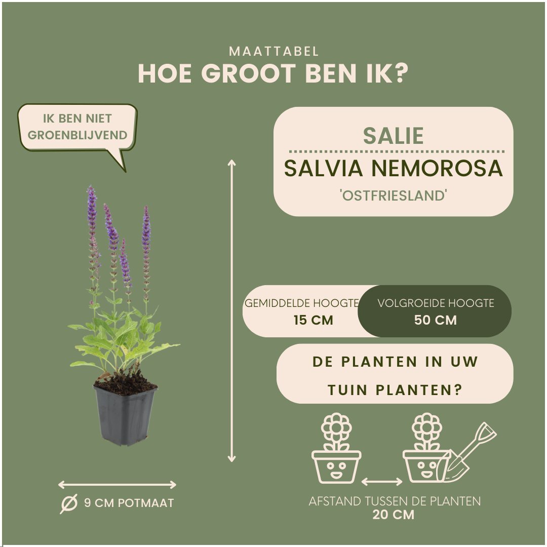 Bossalie - Salvia nemorosa 'Ostfriesland'
