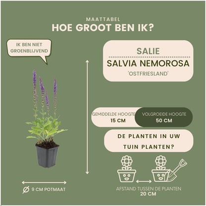 Bossalie - Salvia nemorosa 'Ostfriesland'