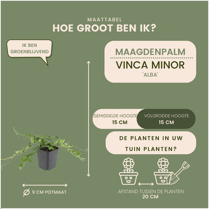 Afmetingen van witte maagdenpalm, Vinca minor 'Alba': hoogte en potmaat Ø9 cm