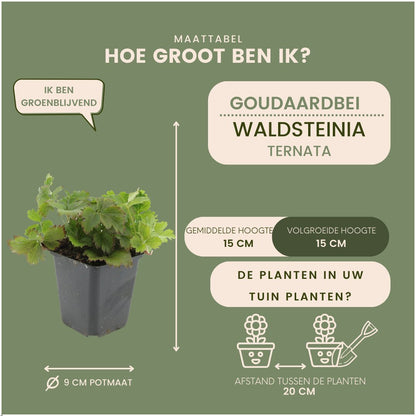 Afmetingen van goudaardbei, Waldsteinia ternata: hoogte van de plant en potmaat Ø9 cm