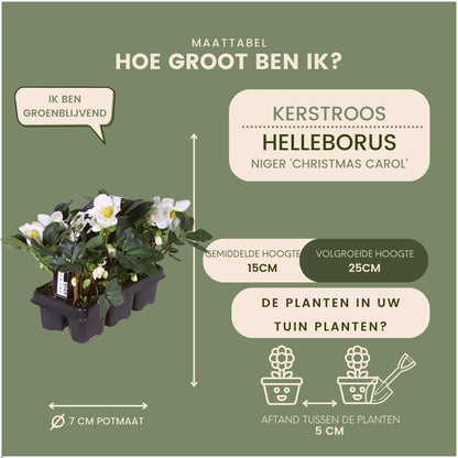 Kerstroos - Helleborus niger 'Christmas Carol'