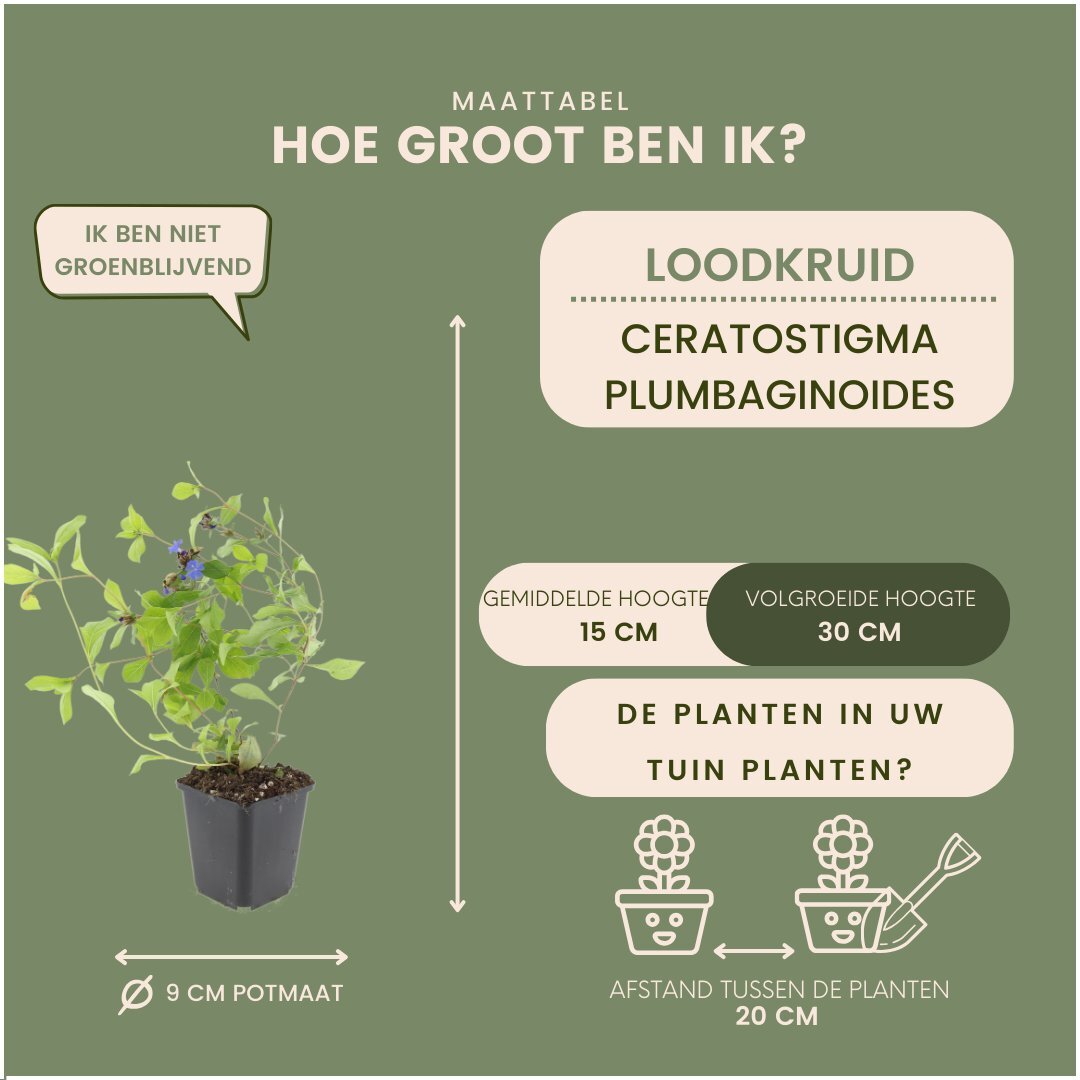 Afmetingen van loodkruid, Ceratostigma plumbaginoides: hoogte en potmaat Ø9 cm