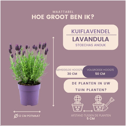 Kuiflavendel - Lavandula stoechas 'Anouk' - set van 6, Ø12 cm