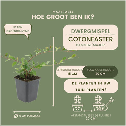 Dwergmispel - Cotoneaster dammeri 'Major'
