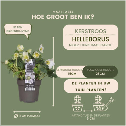 Kerstroos - Helleborus niger 'Christmas Carol'