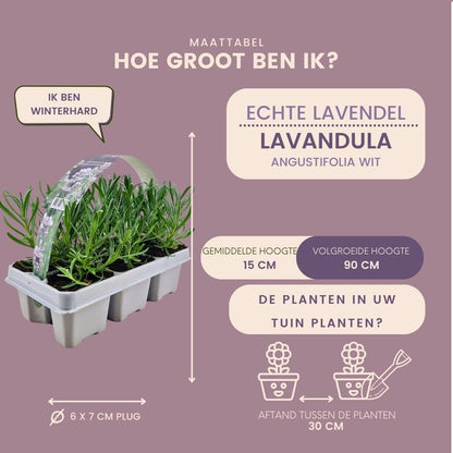 Afmetingen van witte lavendel 'Edelweiss': hoogte van de plant en potmaat