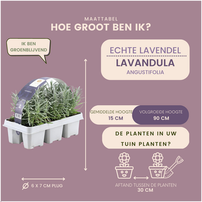 Afmetingen van lavandin 'Grosso': hoogte van de plant en potmaat