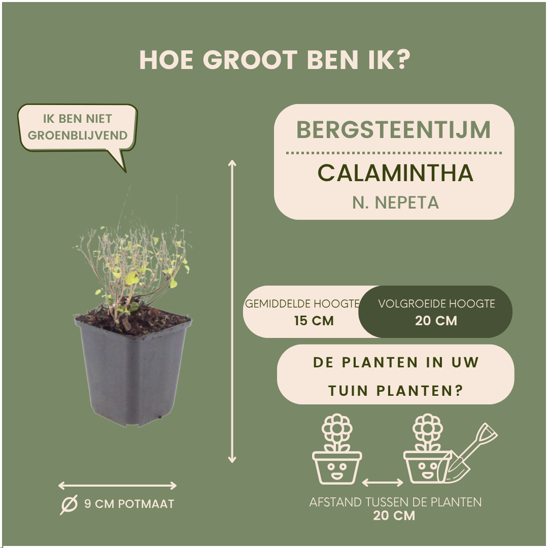 Bergsteentijm - Calamintha nepeta subsp. nepeta