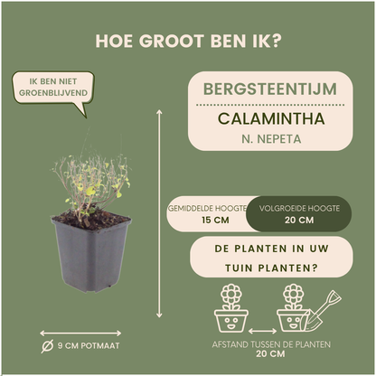 Bergsteentijm - Calamintha nepeta subsp. nepeta