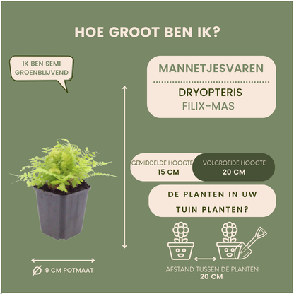 Mannetjesvaren - Dryopteris filix-mas