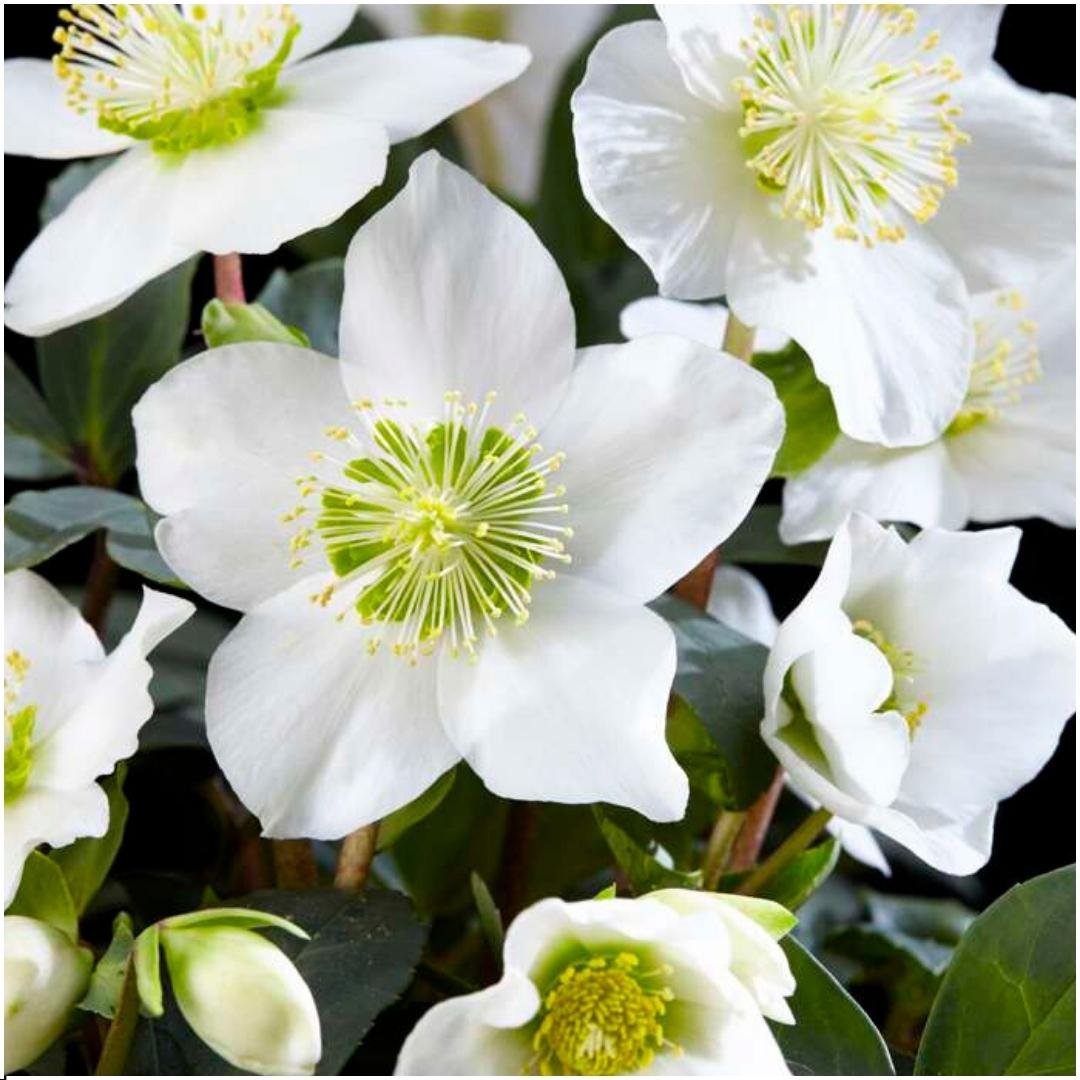 Kerstroos - Helleborus niger 'Christmas Carol'
