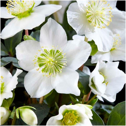 Kerstroos - Helleborus niger 'Christmas Carol'
