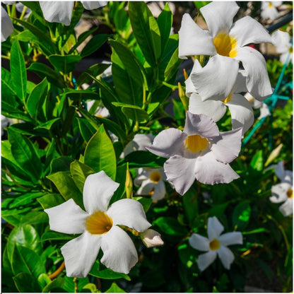 Witte dipladenia - Mandevilla - set van 6, Ø12 cm