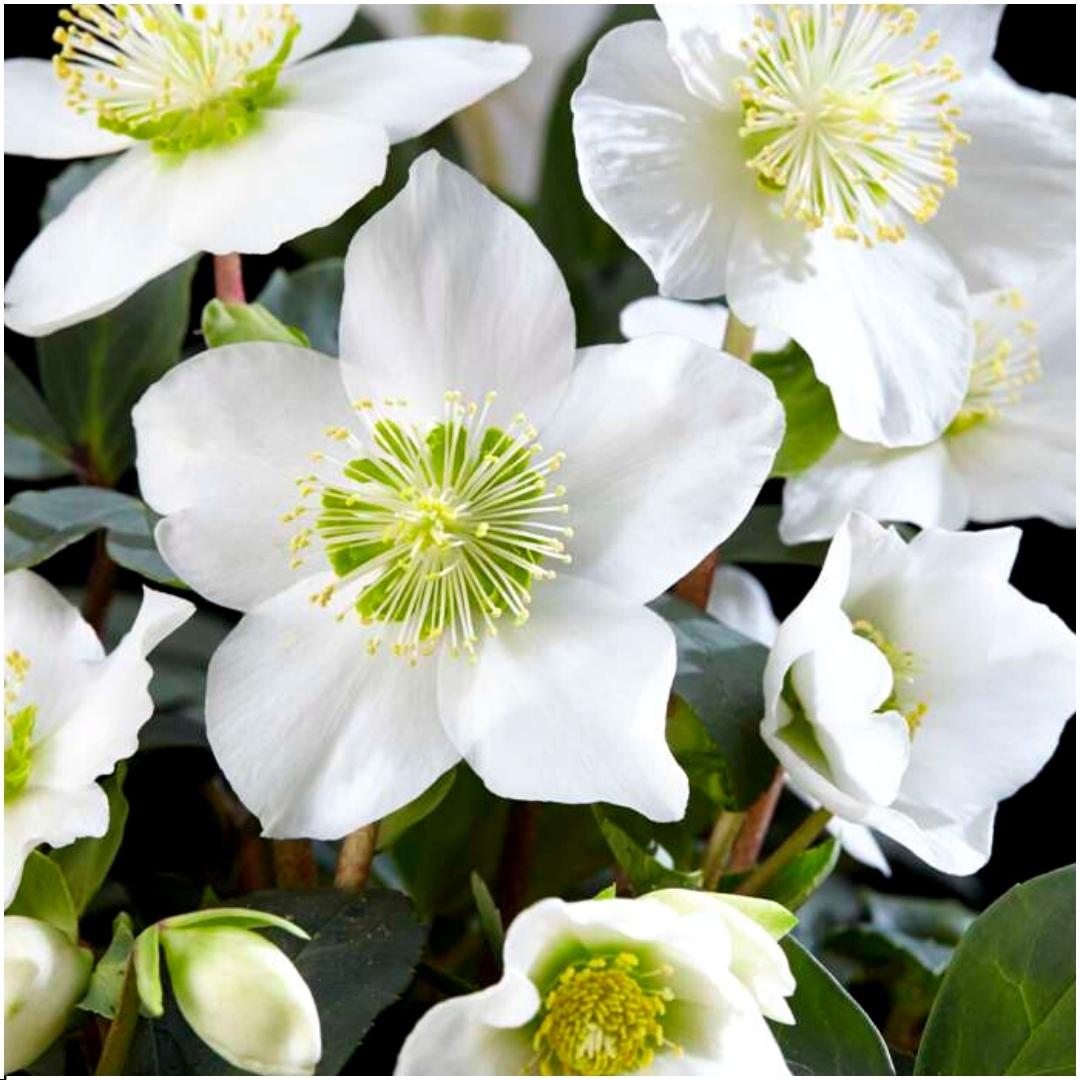 Kerstroos - Helleborus niger 'Christmas Carol'