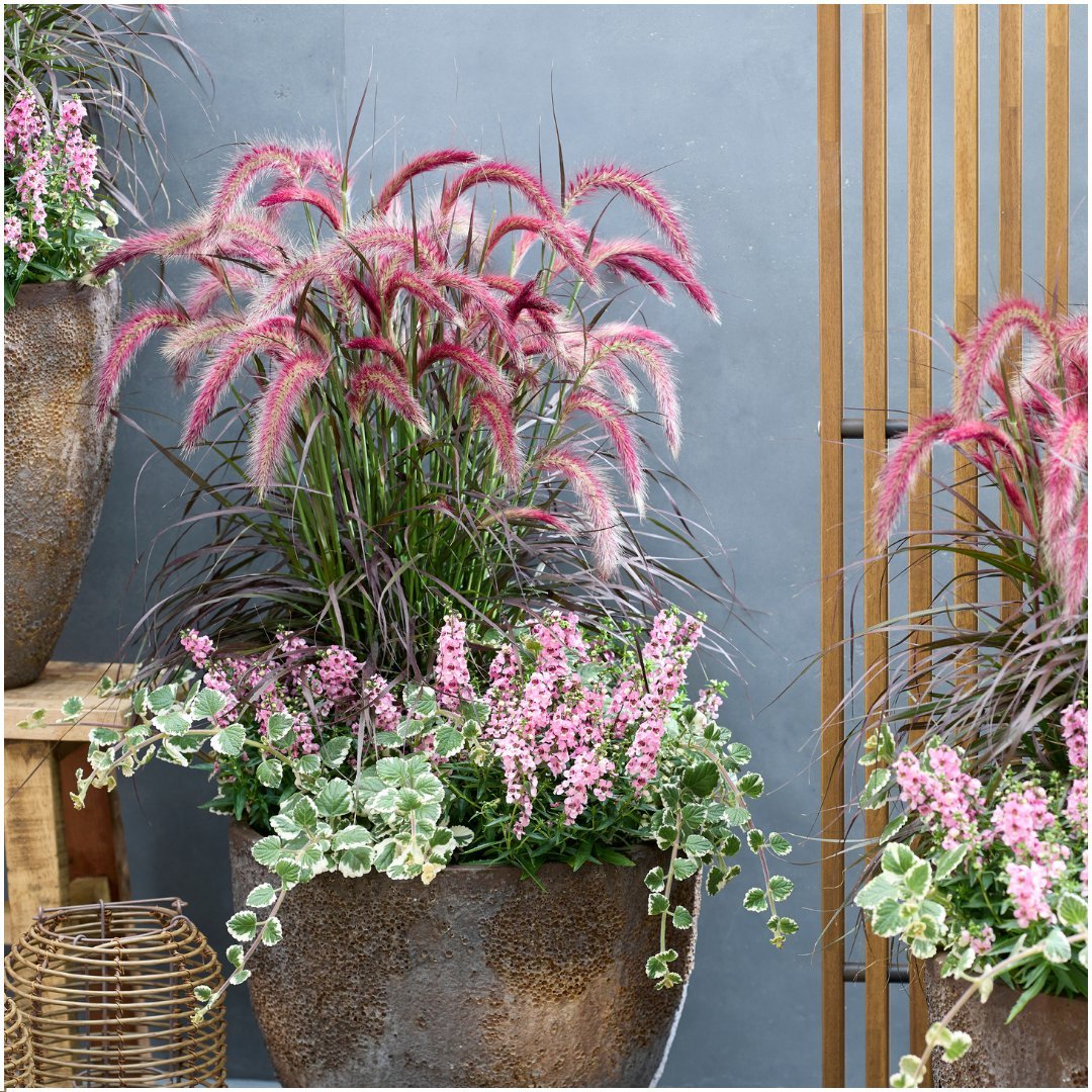 Dwerglampenpoetsersgras - Pennisetum 'Tiny Tails' - set van 2, Ø19 cm