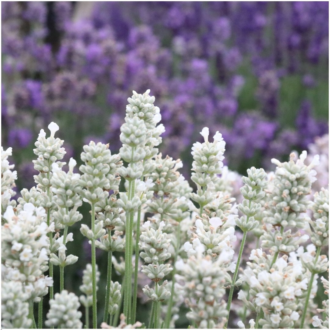 Witte lavendel 'Edelweiss' van dichtbij, witte bloemaren aan grijsgroen blad