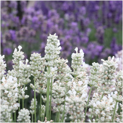 Witte lavendel 'Edelweiss' van dichtbij, witte bloemaren aan grijsgroen blad